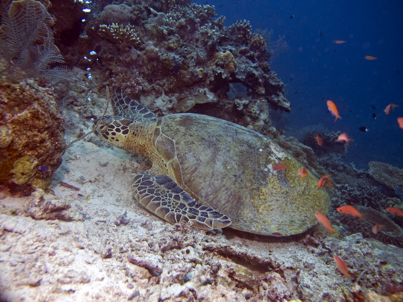 Turtle, Sipadan